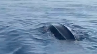 Deri sırtlı deniz kaplumbağası Türkiye'de ilk kez Göcek'te görüntülendi