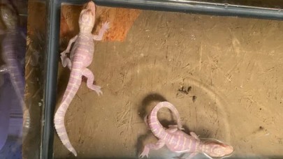 Florida'da nadir görülen 'albino' timsahlar dünyaya geldi