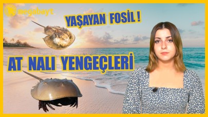 Yaşayan fosil At Nalı Yengeçlerinin üzücü hikayesi