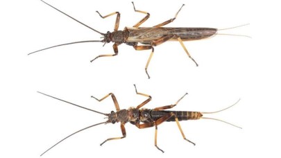 Ormanlar yok oldu,  böcekler uçma yeteneklerini kaybetti!