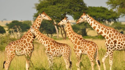Zürafaların aktif bir sosyal hayatı olduğu ortaya çıktı