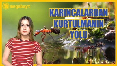 Karıncalardan kurtulma yolları - VİDEO