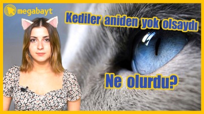 Kediler bir anda yok olsaydı ne olurdu? - VİDEO