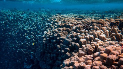 Meksika Körfezi'nde 'ölü bölge' keşfedildi