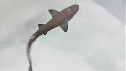 Tamamı dişilerden oluşan akvaryumda yeni bir köpek balığı doğdu!