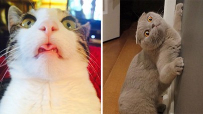 6 tuhaf kedi davranışı ve nedenleri! Ne anlatmaya çalışıyorlar?