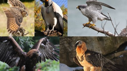 Yırtıcı kuş türlerinin yüzde 30'unun soyu tükeniyor!