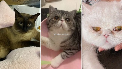 Çin'de COVID-19 testi pozitif çıkan 3 ev kedisi öldürüldü! Büyük tepki var...