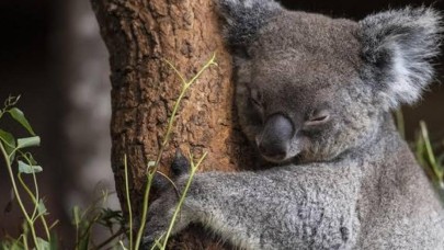 Nüfusları 3 yılda yüzde 30 azaldı! Onlar da yok oluyor...