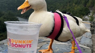 Yem parası işte ne yaparsın: Fenomen ördek ayda 40 bin TL kazanıyor