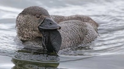Bir ördek,  insan gibi küfretmeyi öğrendi! O anlar kayda alındı...