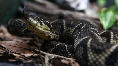Engerek yılanı zehri,  COVID-19 ile mücadelede umut olabilir