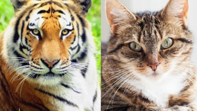 Neden tüm kedilerin desenleri farklıdır?