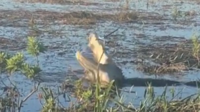 Oynat bakalım: Drone'u havada yakalayan timsahın görüntüleri viral oldu