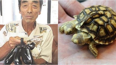 Fukushima felaketinden sadece insanlar etkilenmedi! Mutant canlılar...