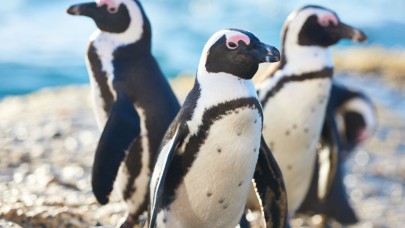 Nesli tükenmekte olan 63 penguen,  katil arıların kurbanı oldu...