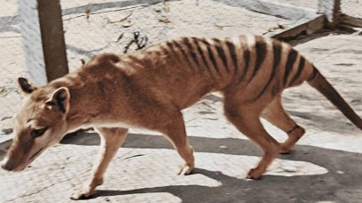 Yaşayan son tazmanya kaplanının görüntüleri renklendirildi