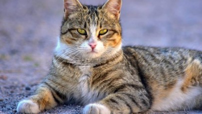 Kediler için zararlı olan yiyecekler hangileri? Hangi yiyecekler kediler için güvenli?