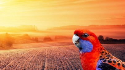 İklim krizi,  hayvanların fiziksel olarak değişmesine neden oluyor