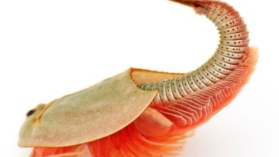 Yıllardır uykuda olan "yaşayan fosiller" ortaya çıktı!