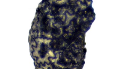 İnsanların 12 bin 300 yıl önce de tütün kullandığı anlaşıldı