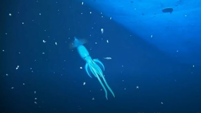 'İnsandan daha büyük' ​​gizemli deniz canlısı videoya yakalandı!