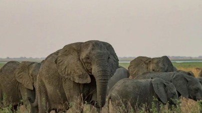 Filler dişsiz doğmaya başladı! İnsanlardan korunmak için mutasyon geçirdiler...