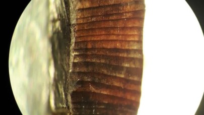 Vikingler,  Kristof Kolomb’un keşfinden 471 yıl önce Amerika'daydı!