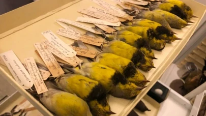 ABD'de bulunan 23 canlının nesli tükendi!