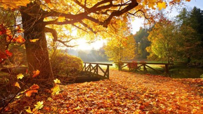 Sonbaharda yapraklar neden renk değiştirir?- VİDEO