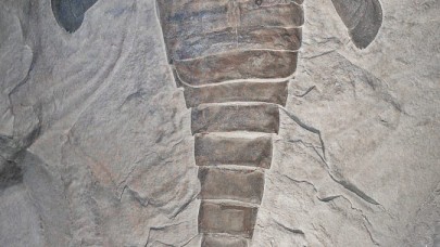 İnsan boyutundaki deniz akrepleriyle tanışın