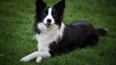 Sandığımızdan daha zekiler: 1 haftada 12 isim öğrenip 2 ay akıllarında tutuyorlar