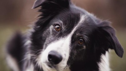 Köpekler ne kadar yaşar? Köpeklerin ömrü ne kadardır?