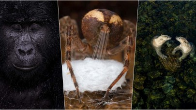 İşte 2021 Yılın Yaban Hayatı Fotoğrafçısı ödülünün kazananları!