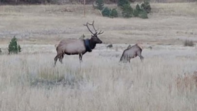 İki yıl boyunca boynunda araba lastiğiyle yaşadı!
