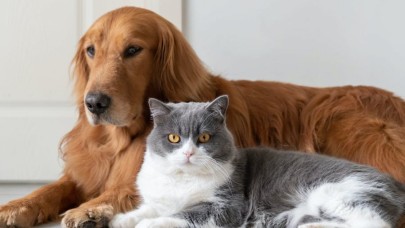 Kediler mi köpekler mi daha zeki? Uzmanlardan ilginç karar...
