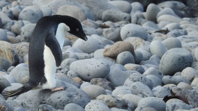 Yanlışlıkla 3000 km yüzerek Yeni Zelanda'ya ulaşan 'Pingu' ile tanışın