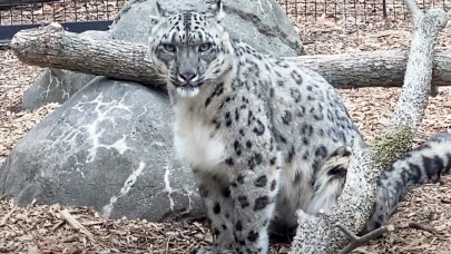 ABD'de 3 kar leoparı COVID-19 nedeniyle hayatını kaybetti