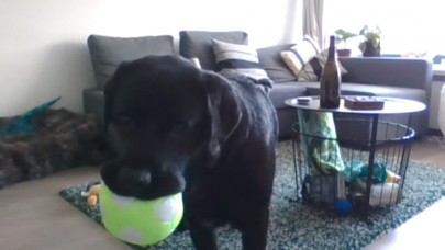 Köpeklerin sahiplerini görüntülü aramasını sağlayan teknoloji: DogPhone