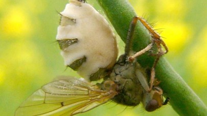 Sinekleri zombiye çeviren ve ölülerle çiftleşmeye zorlayan mantar türü!