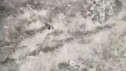 Nesli tükendiği düşünülüyordu! Anadolu Parsı yıllar sonra ilk kez görüntülendi - VİDEO