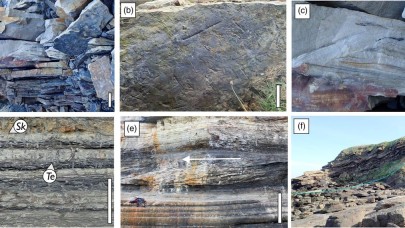 İngiltere’de timsah boyutunda kırkayak fosili bulundu! Tarihin en büyük eklem bacaklısı