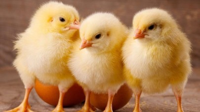 İngiltere'de yapılan gen çalışması ile hayvanların cinsiyeti seçilebilmeye başlandı!