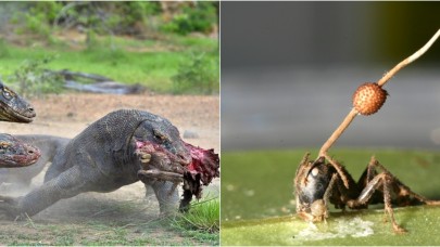 Yağmur ormanlarının derinliklerindeki 12 korkunç şey!