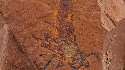 Avustralya'da mükemmel korunmuş fosillere sahip bir bölge bulundu