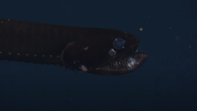 Derin su altı dünyası ilk kez 4K olarak kaydedildi - VİDEO