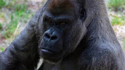 Dünyanın en yaşlı erkek gorili 61 yaşında hayatını kaybetti...
