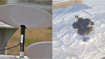 Elon Musk'ın uydudan internetine 'kedi' engeli