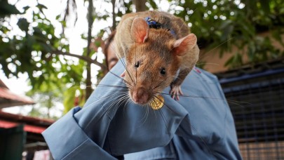 Tarihte muhtemelen ilk kez madalya almış olan fare Magawa hayatını kaybetti!