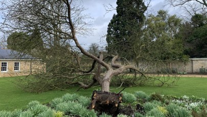 Dünyanın en ünlü ağacı kasırgada yıkıldı!